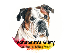 Vanaheim' Glory Continental Bulldog